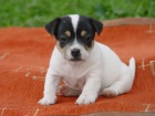 Prod�m� �t��ata Jack Russel Treier s PP