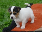 Prod�m� �t��ata Jack Russel Treier s PP