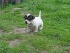 Prod�m� �t��ata Jack Russel Treier s PP