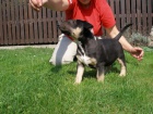 Bullterrier standart pejsek