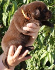 Labrador retriver s PP-tmav okoldov 