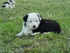 Border kolie - prod�m �t�nata