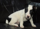�t�n�tko jack russell terier