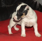 �t�n�tko jack russell terier