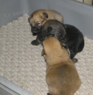 N�meck� �pic mal�