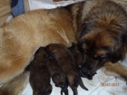 Leonberger - �t��ata