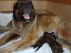 Leonberger - �t��ata