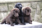 LABRADORSK� RETRIEVER-�okol�dov� a �ern� �t���tka s PP