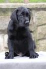 LABRADORSK� RETRIEVER-�okol�dov� a �ern� �t���tka s PP