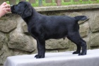 LABRADORSK� RETRIEVER-�okol�dov� a �ern� �t���tka s PP