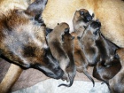 TATA - BELGICK OVK MALINOIS