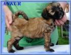 Tibetsky terrier -�teniatka s PP