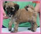Tibetsky terrier -�teniatka s PP