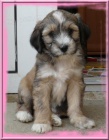 Tibetsky terrier -�teniatka s PP