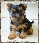 Australsk� silky teri�r - �t���tka