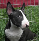 Bullterier-�t���tka s PP