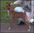 Basenji �t��ata