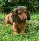 Jezev��k dlouhosrst� trpasli��