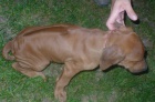 Prod�m �t��ata Rhod�zsk�ho Ridgebacka