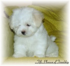 Malt�z��ek s pp