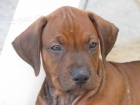 Prod�m posledn� 2 Rhod�sk� ridgebacky s PP