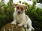 Jack Russell Terrier �t���tka s PP