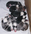 Border kolie - �t��ata s PP