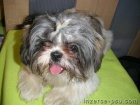 Shih-tzu �t�n�tka