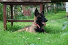 Belgick� ov��k-malinois