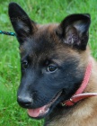Belgick� ov��k-malinois