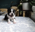 Bostonsk� teri�r - �t��ata s PP