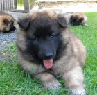 Belgick� ov��k- Tervueren