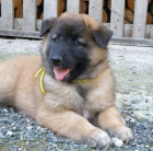 Belgick� ov��k- Tervueren