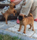 Brabant�k �erven� - �t���tka s PP