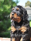 Gordon Setter - amazing puppies!