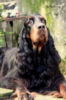 Gordon Setter - amazing puppies!