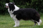 �t��ata border collie ze zahrani�n�ho kryt�