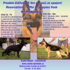 Beru z�znam na �t��ata zahrani�n� kryt�