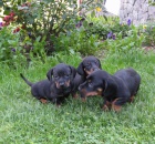 Jezev��k hladkosrst� �ern� s p�l.