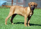 Rhodesian Ridgeback