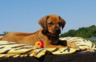 Rhodesian Ridgeback �t��ata s PP