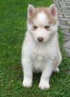 Sibi�sk� husky-