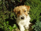 Jack Russell Terrier roztomil� sle�na
