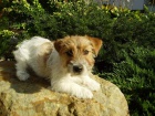 Jack Russell Terrier roztomil� sle�na