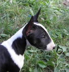 BHullterier-kr�sn� �t���tka s PP