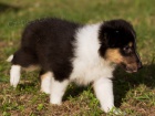 prodam sheltie