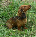 Jezev��k dlouhosrst� trpasli��