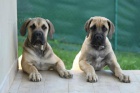�t���tka Boerboel na prodej, �pi�kov� rodi�e