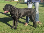 Cane corso - 10ti m�s��n� pes
