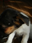  TRICOLORN� PEJSEK JACK RUSSELL TERIER, K ODB�RU IHNED